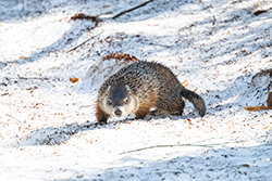 Photos Marmotte